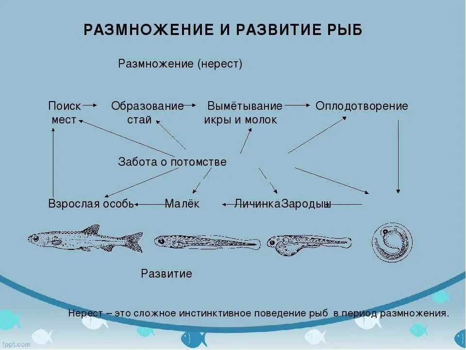 Цикл развития рыбы схема стадии развития. Размножение рыб 7 класс биология. Цикл развития цикл развития рыб. Размножение костных рыб 7 класс.