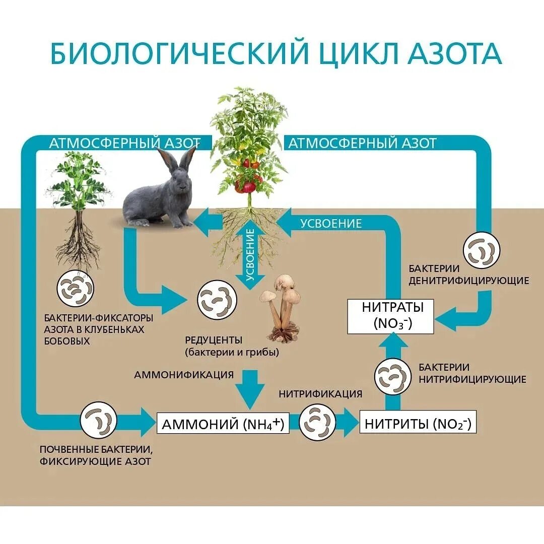 Какую роль в природе играют биологический круговорот. Аммонификация в круговороте азота. Круговорот азота в растениях. Азотфиксация нитрификация денитрификация. Денитрификация круговорот азота.