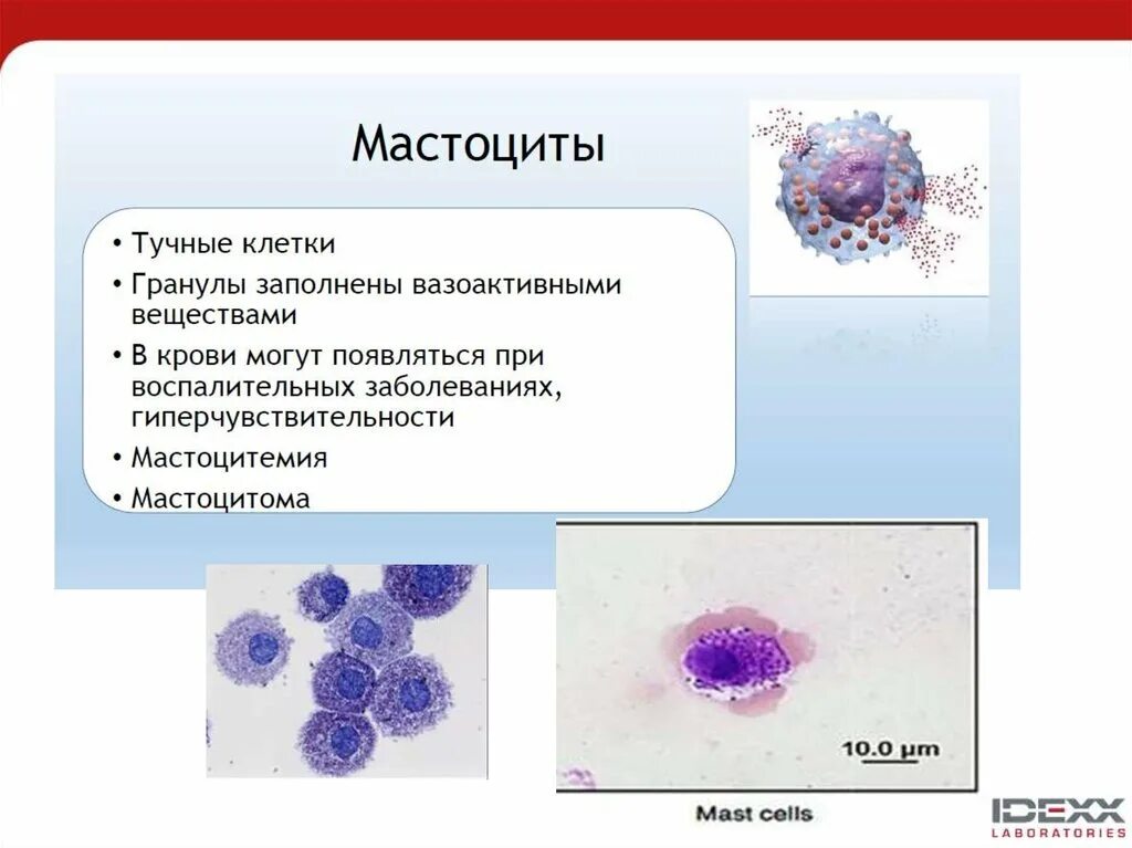 Тучные клетки гистология. Строение лейкоцитов морфология. мастоциты- тучные клетки. тучные клетки и базофилы. тучные клетки строение.
