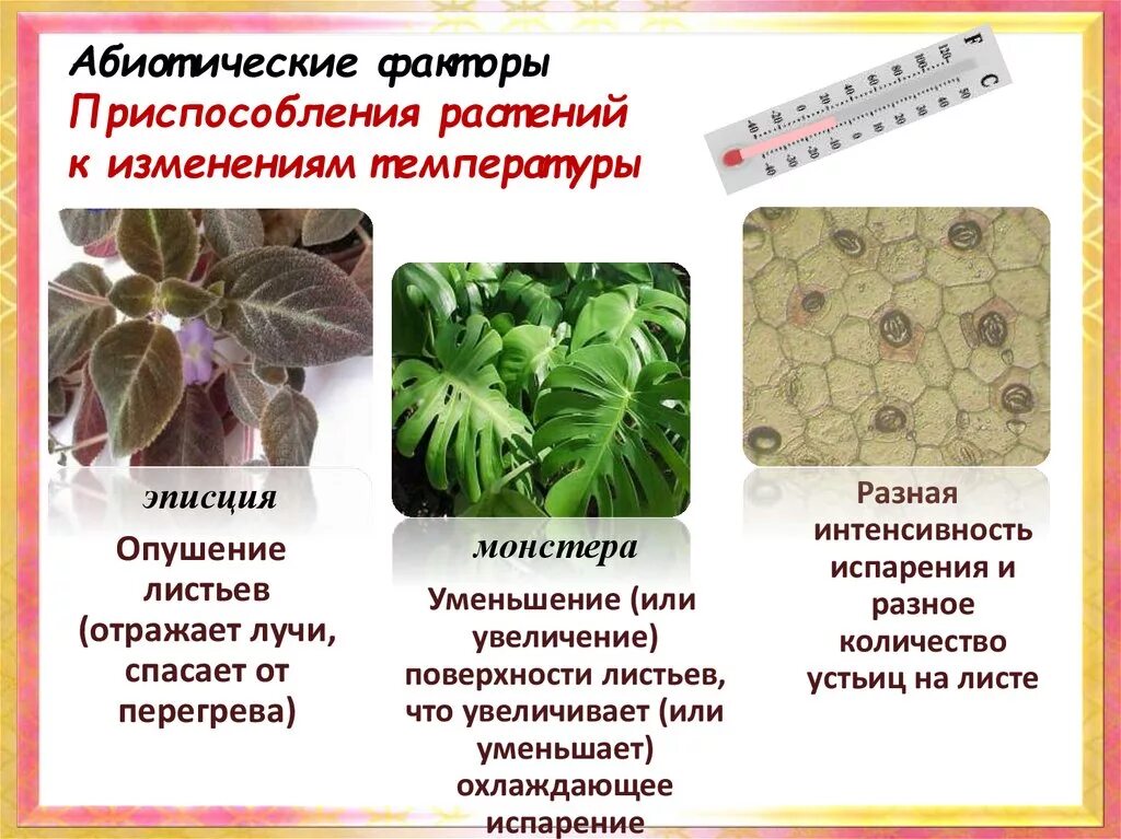 Какие приспособления к изменениям температуры окружающей среды. Опушение листьев у растений. Приспособления растений. Типы опушенности листьев растений. Приспособление растений к испарению.