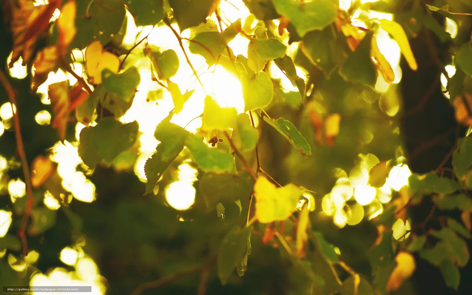 Лучи солнца сквозь листву. Листья деревьев. Свет сквозь листву. Солнце через листву. Солнце через листву.