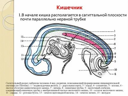 Кишечник эмбриона