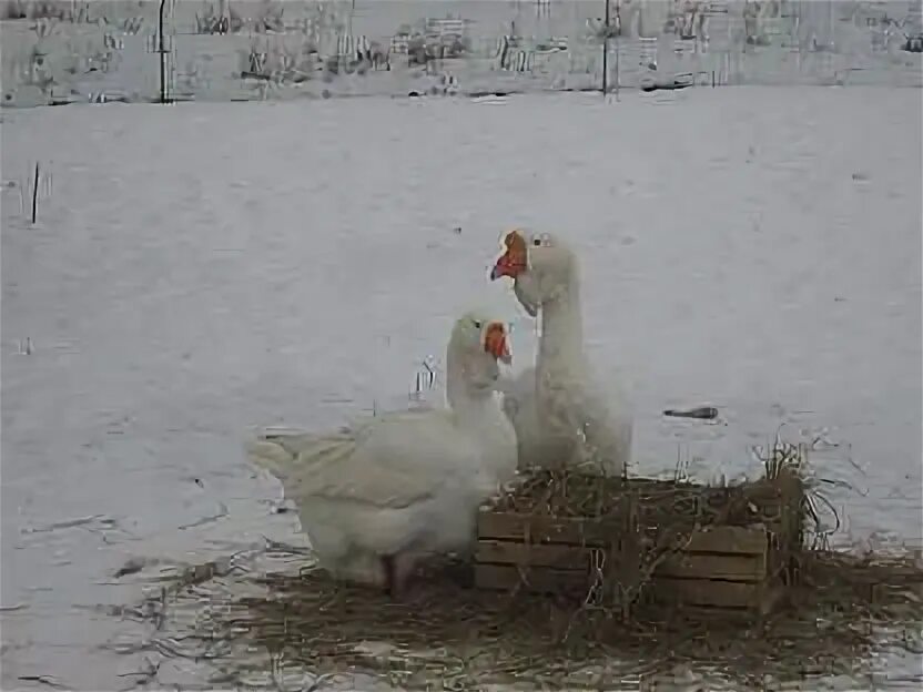 Холмогорские гуси воронежская область