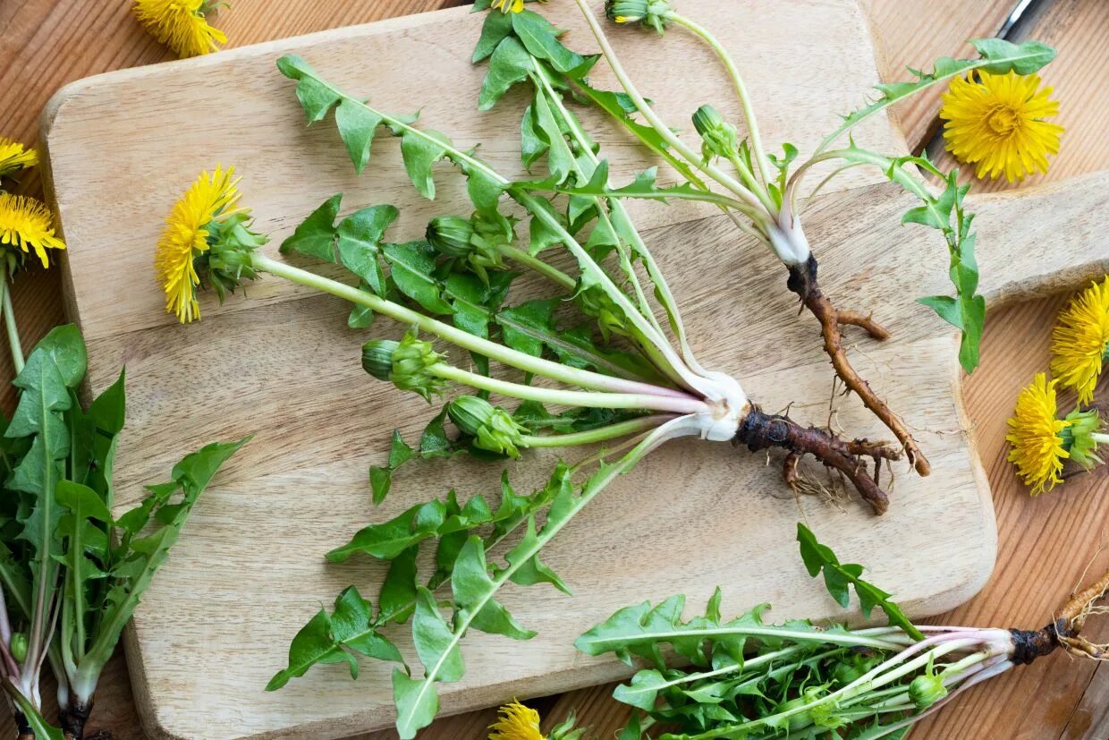 Полезное применение одуванчика. Taraxacum officinale корень. Одуванчик лекарственный корень. ЛРС одуванчик лекарственный. Одуванчик лекарственный – Taraxacum officinale.