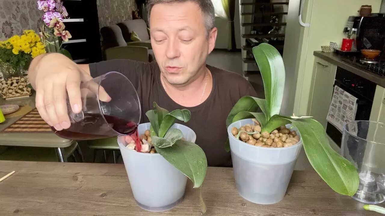 Come curare le orchidee Orchids in water, Orchid care, Orchids