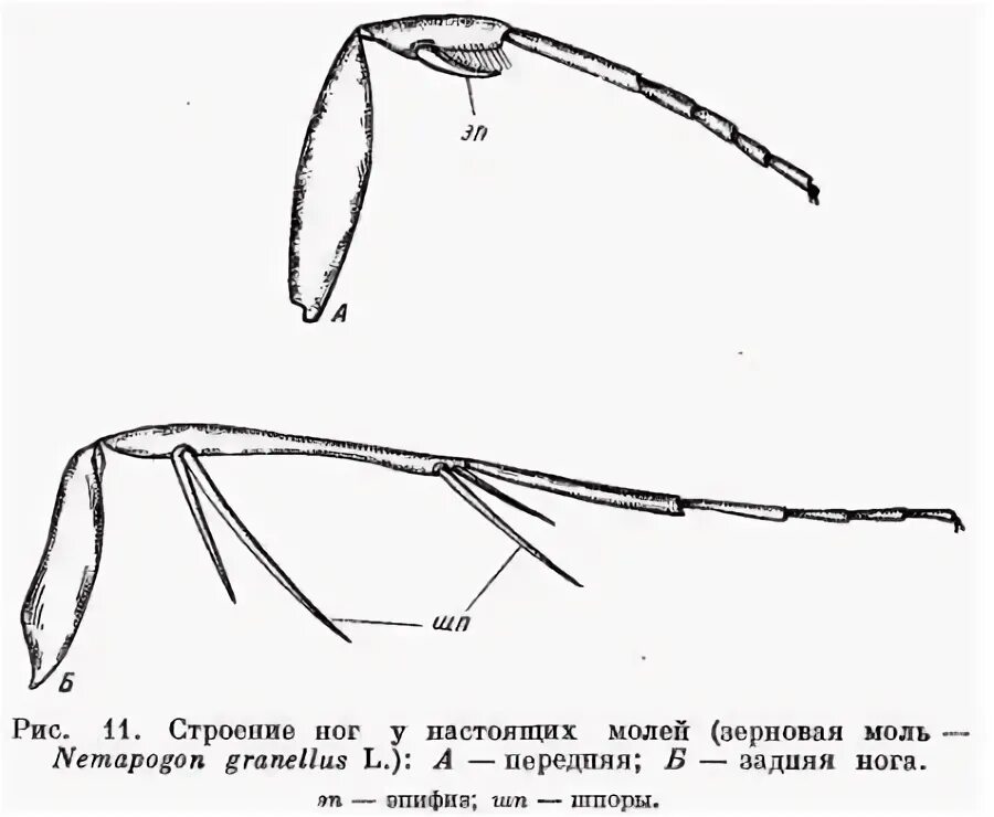 Строение моли. Настоящая моль внешнее строение. У насекомых есть киль?. Анатомия моли размножение.