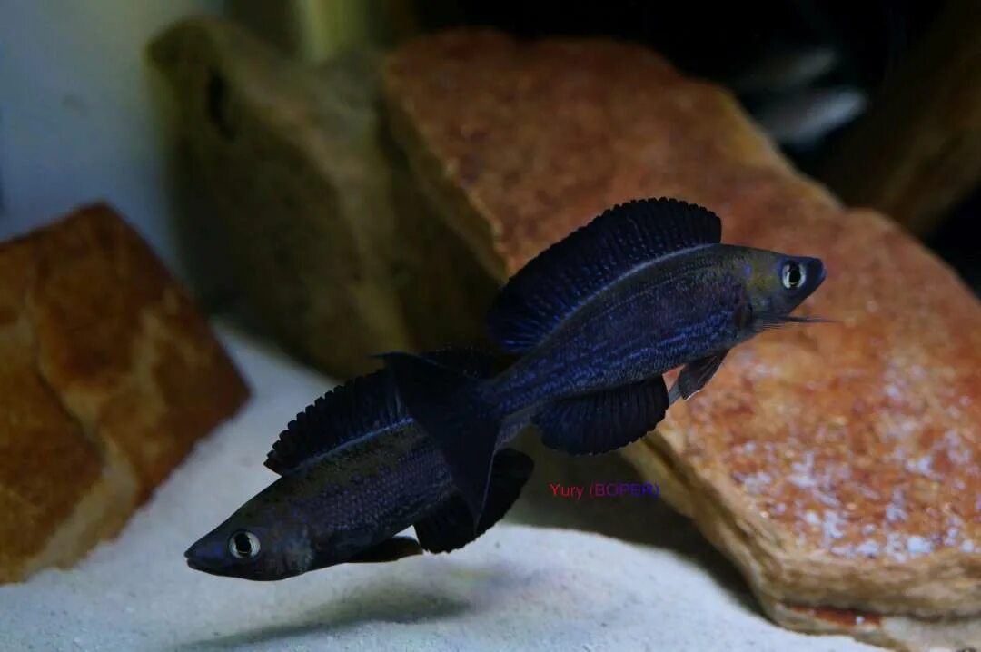 Черная рыба 6 букв. Циприхромис микролепидотус. Кириза Блэк. Рыба чёрный Кардинал. Черные аквариумные рыбки.