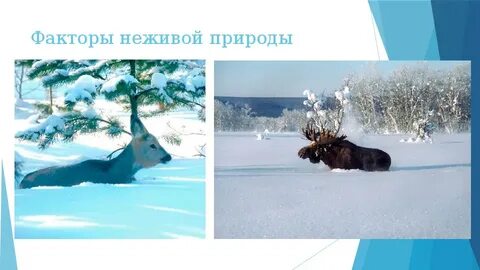 Примеры воздействия неживой природы
