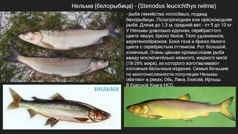 Белорыбица семейство