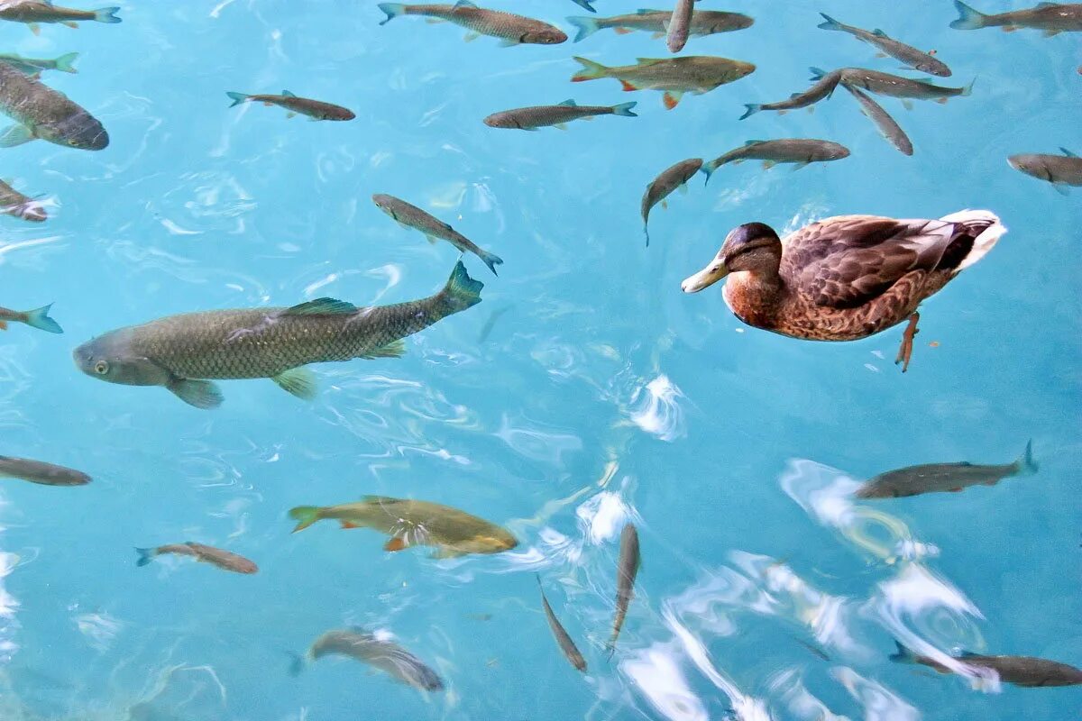 фауна онежского озера. кольчатые нерпы ладожское озеро. фауна онежского озера. онежское озеро. лосось онежского озера.