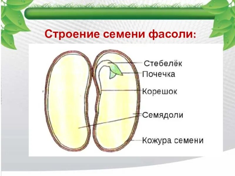 Из семядолей стебелька корешка и почечки. Строение семени фасоли. Строение семени двудольного растения фасоли рисунок. Семена фасоли строение семени. Строение Семини фасолинки.