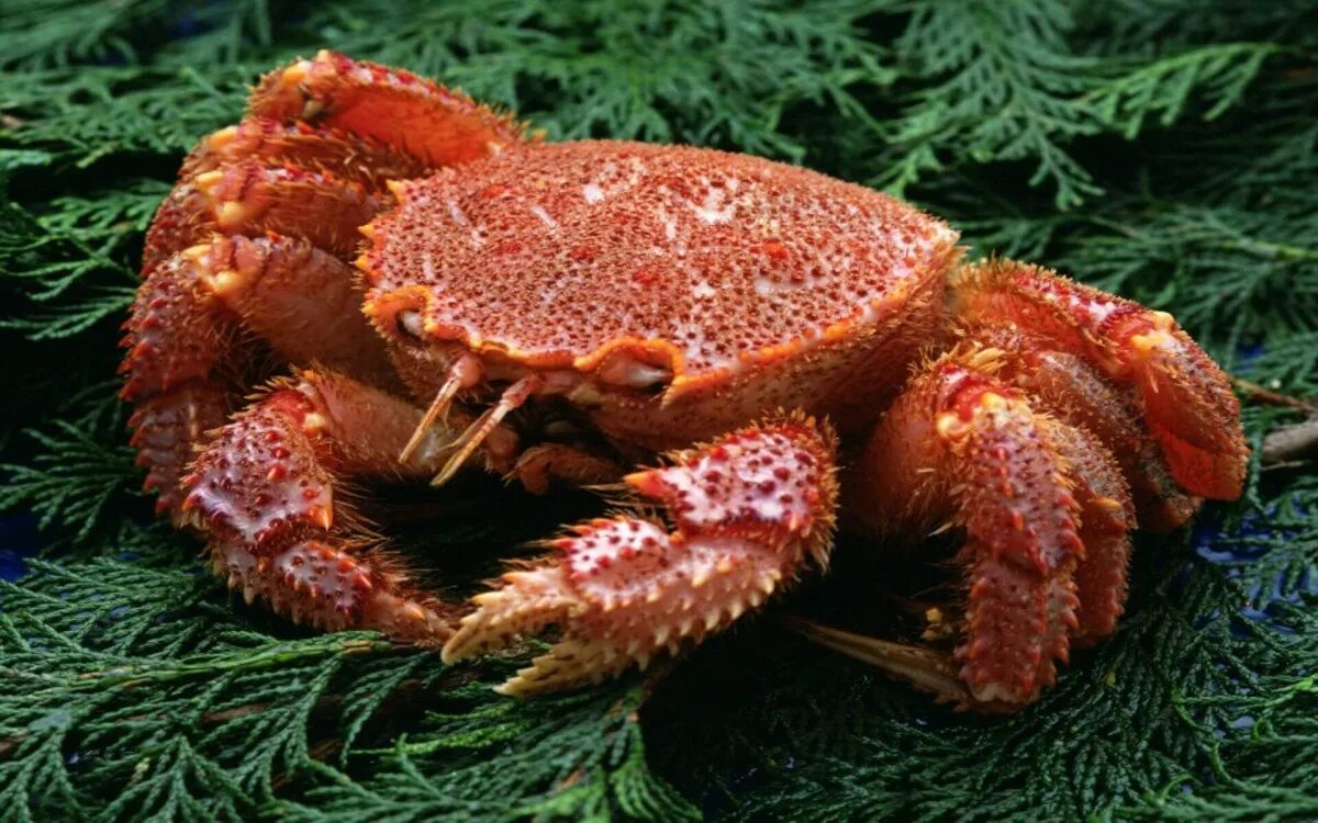 Краб это кто. Краб это кто. Красивый краб. Дальневосточный краб. Самый красивый краб.