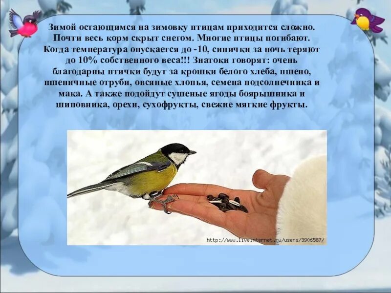 Зимующие птицы. Рассказать о зимующих птицах. Предложения о зимующих птицах. Сочинение про зимних птиц. Как заботиться о птицах