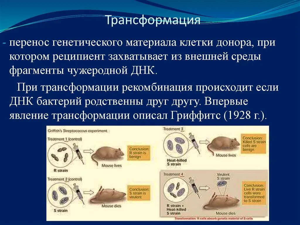 Перенос генетического материала в. Трансформация генетического материала. Генетическая трансформация клеток. Генетический материал клетки. Наследственный перенос