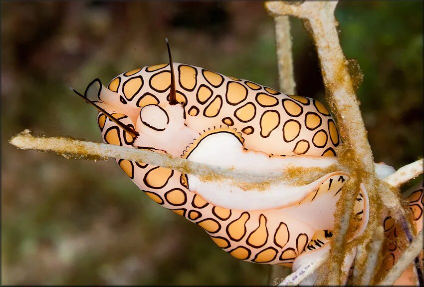 Язык моллюсков. Моллюск «язык Фламинго» (Cyphoma gibbosum). Улитка язык Фламинго. Cyphoma gibbosum. Цифома толстая моллюск.