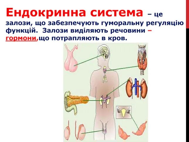 Ендокринна система та хвороби. Функції гуморальної регуляції. Ендокринні залози---..........-----........----- Чутливі клітини ..