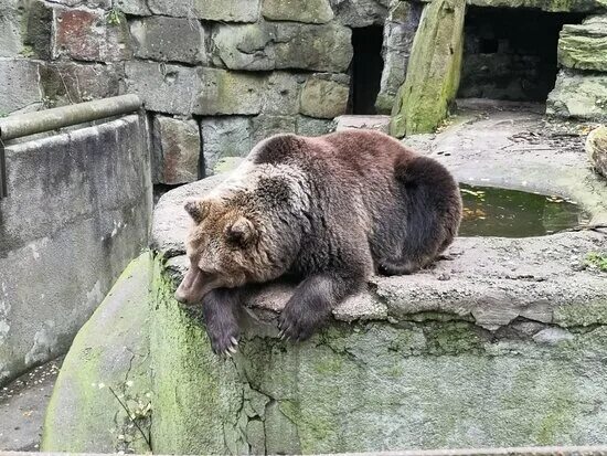 В зоопарке понравились. Калининградский зоопарк. Калининградский зоопарк еноты. Калининградский зоопарк пополнение. Калининградский зоопарк Эстетика.