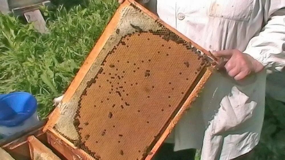 Как подсадить матку. Маточник пчелиный. Защита маточника. Маточники в улье. Подсадка маток в пчелиные семьи.