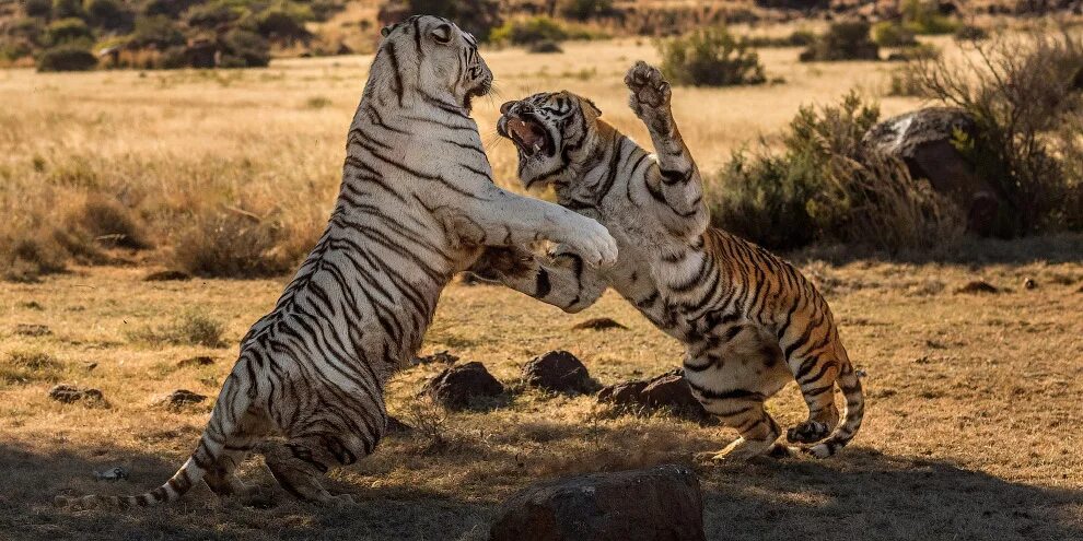 Бои хищников. Тигры дерутся. Драка тигров. Два тигра дерутся. Битвы животных в дикой природе.