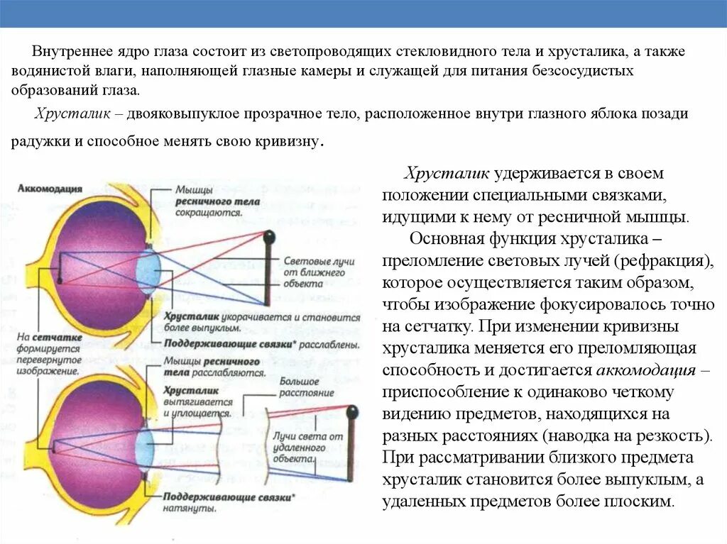 Какую форму имеет хрусталик. Строение внутреннего ядра глаза. Функции связки хрусталика глаза. Внутреннее ядро глаза строение и функции. Строение ядра хрусталика глаза.