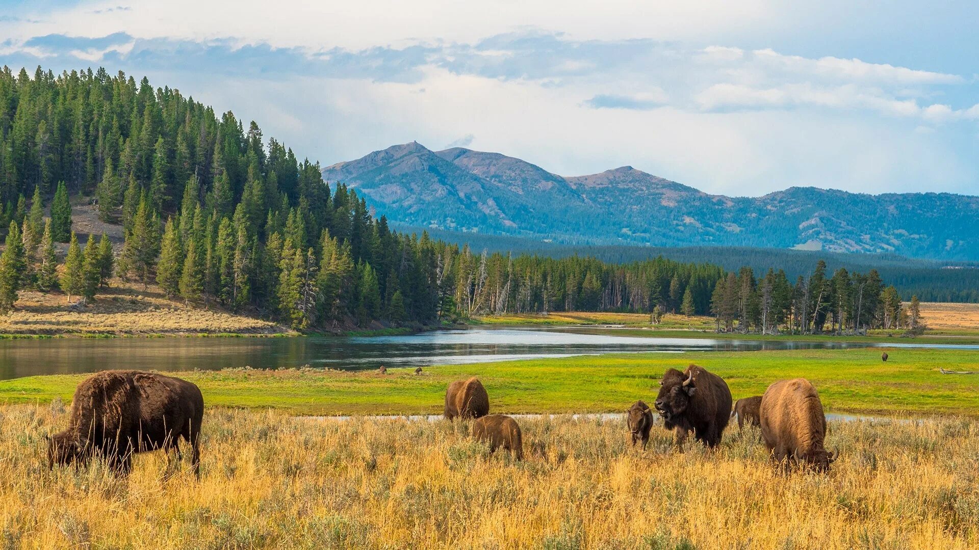 Us wildlife. Йеллоустонский национальный парк бизоны. Национальный парк Йеллоустоун. Штат Монтана Йеллоустоун. Йеллоустонский национальный парк природа.