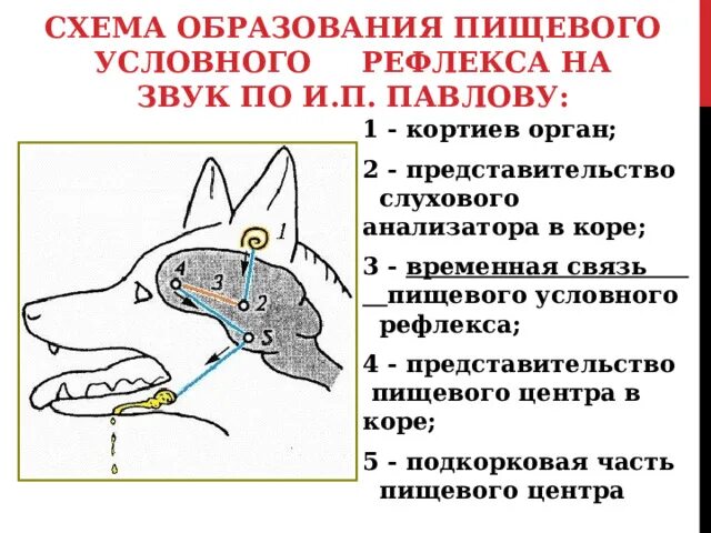 Центры условных рефлексов у человека расположены в. Схема условного рефлекса по Зубкову. Временная связь условного рефлекса. Отрицательный условный рефлекс. Схема образования условного рефлекса у человека.