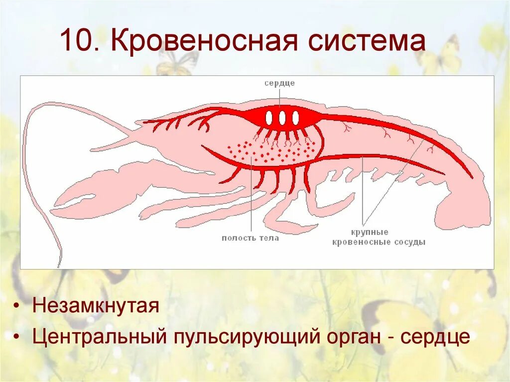 Кровеносная система членистоногих схема. Схема строения кровеносной системы членистоногих. Кровеносная система членистоногих насекомых. Кровеносная система членистоногих незамкнутая