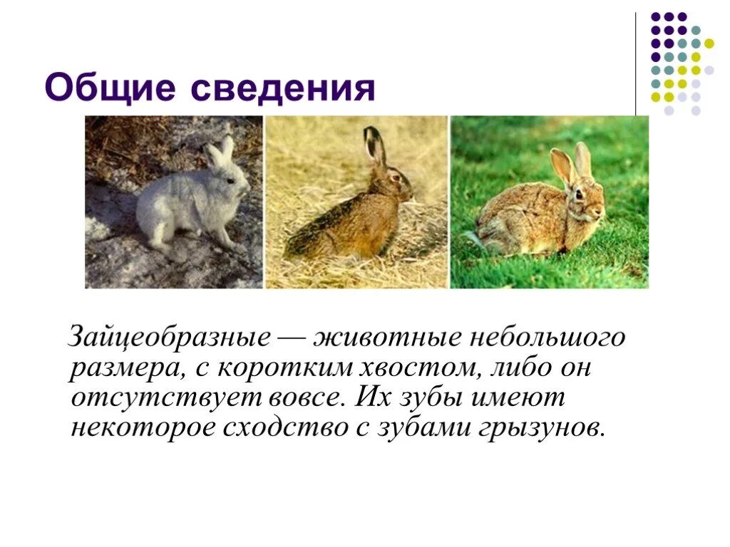 К какому отряду относится кролик. Класс млекопитающие отряд зайцеобразные. Отряд зайцеобразные 7 класс биология. Отряд зайцеобразные (Lagomorpha).. Зайцеобразные биология 7 класс представители.