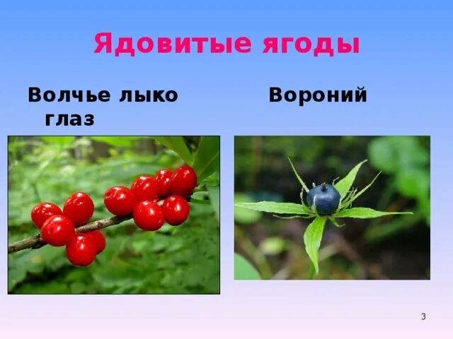 Вороний лыко. Ядовитые ягоды волчье лыко вороний глаз. волчье лыко, волчьи ягоды, вороний глаз, ягоды ландыша. волчье лыко и вороний глаз это ягода. волчье лыко опасное растение.