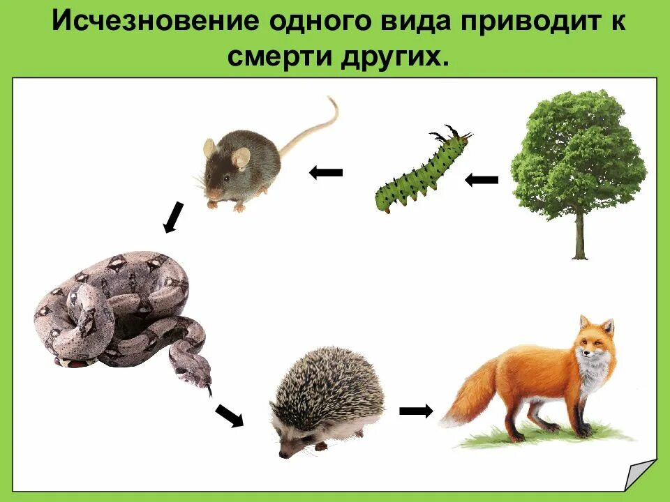 Пищевая цепь еж. Цепочка исчезновения животных. схема уничтожения вида растений. схема последствия уничтожения одного вида растений или животных. пищевые цепь вымирания.