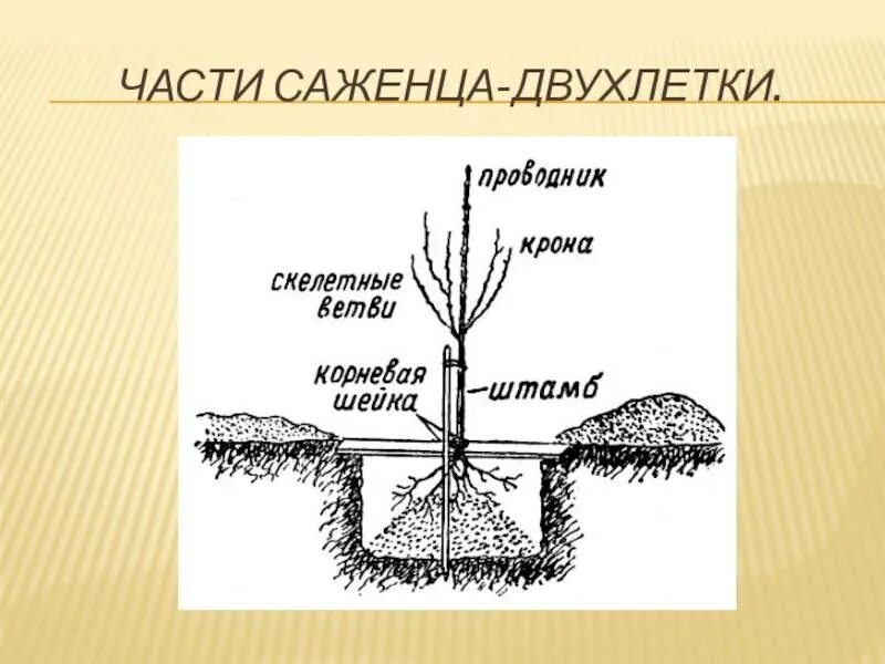 Посадка плодовых деревьев весной. Посадка саженцев плодовых деревьев весной. корневая шейка плодовых саженцев. схема посадка саженца плодовых деревьев. корневая шейка сеянца.