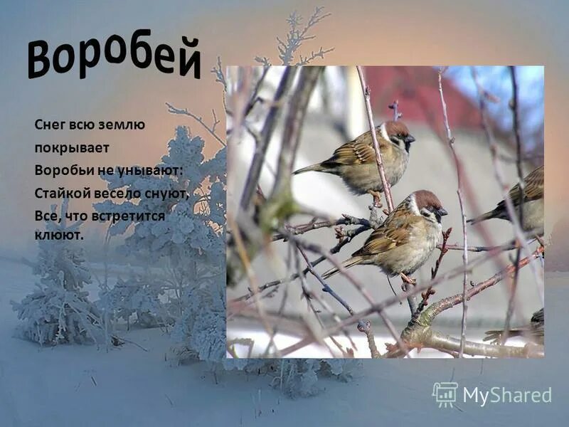 воробей на снегу. воробей зимой. воробей на снегу. воробей на ветке. воробушки зимой.