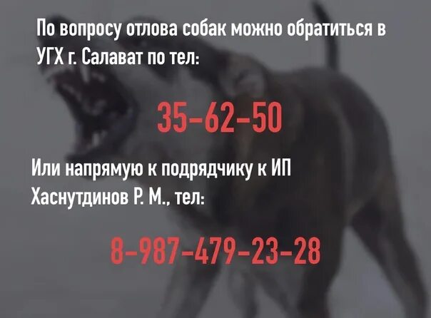 Номер телефона отлова собак Чернышевск. Служба по отлову собак Москва единый телефон. Номер отлова собак топки. Номер отлова собак Минусинск.
