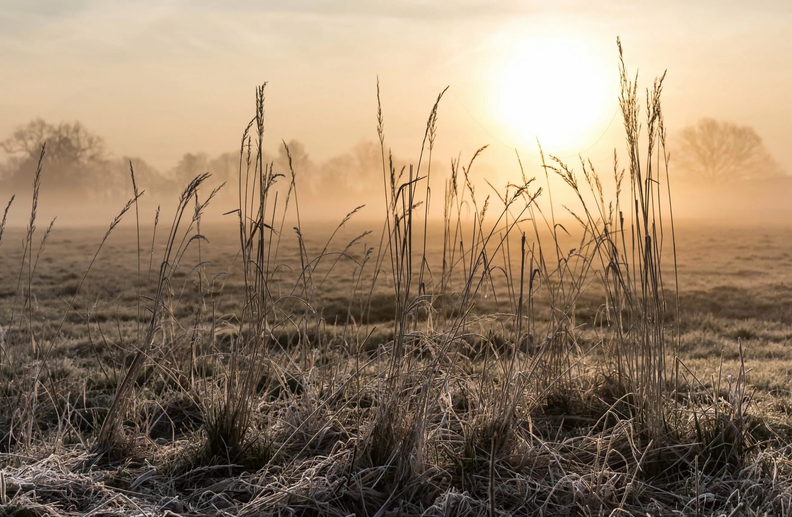 Сухая трава. Сухая трава. Сухая трава. Сухая трава степь. Сухая трава.