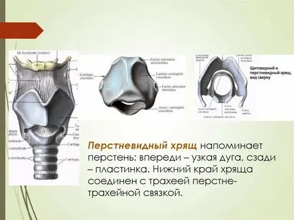 Хрящи список