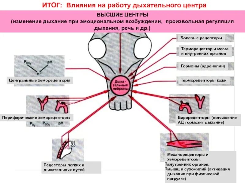 Воздействие дыхательную