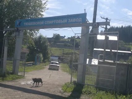 Погода на сегодня тюш