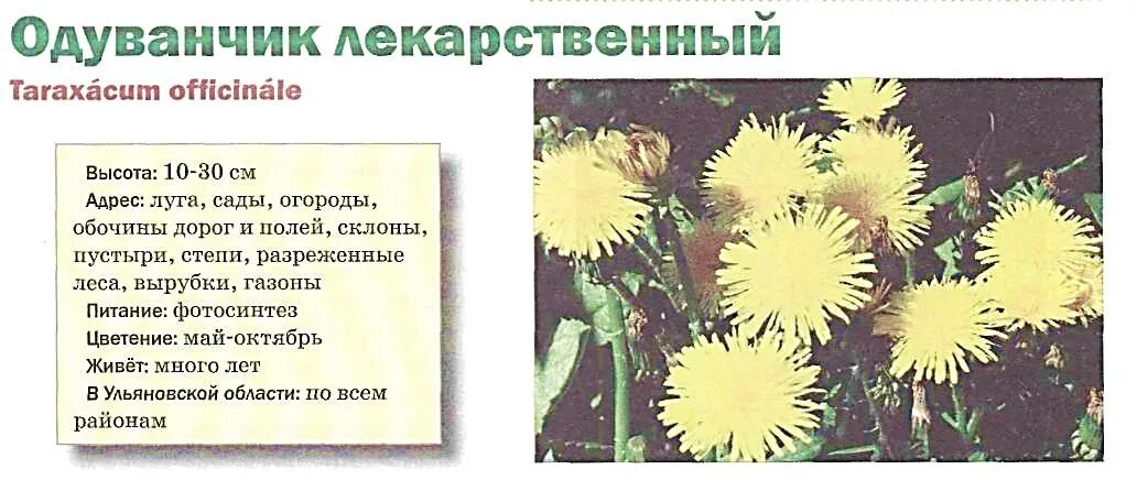 Тип листьев одуванчика. Форма листьев одуванчика. описание листа одуванчика. какое расположение листьев у одуванчика. одуванчик лекарственный тип листа.