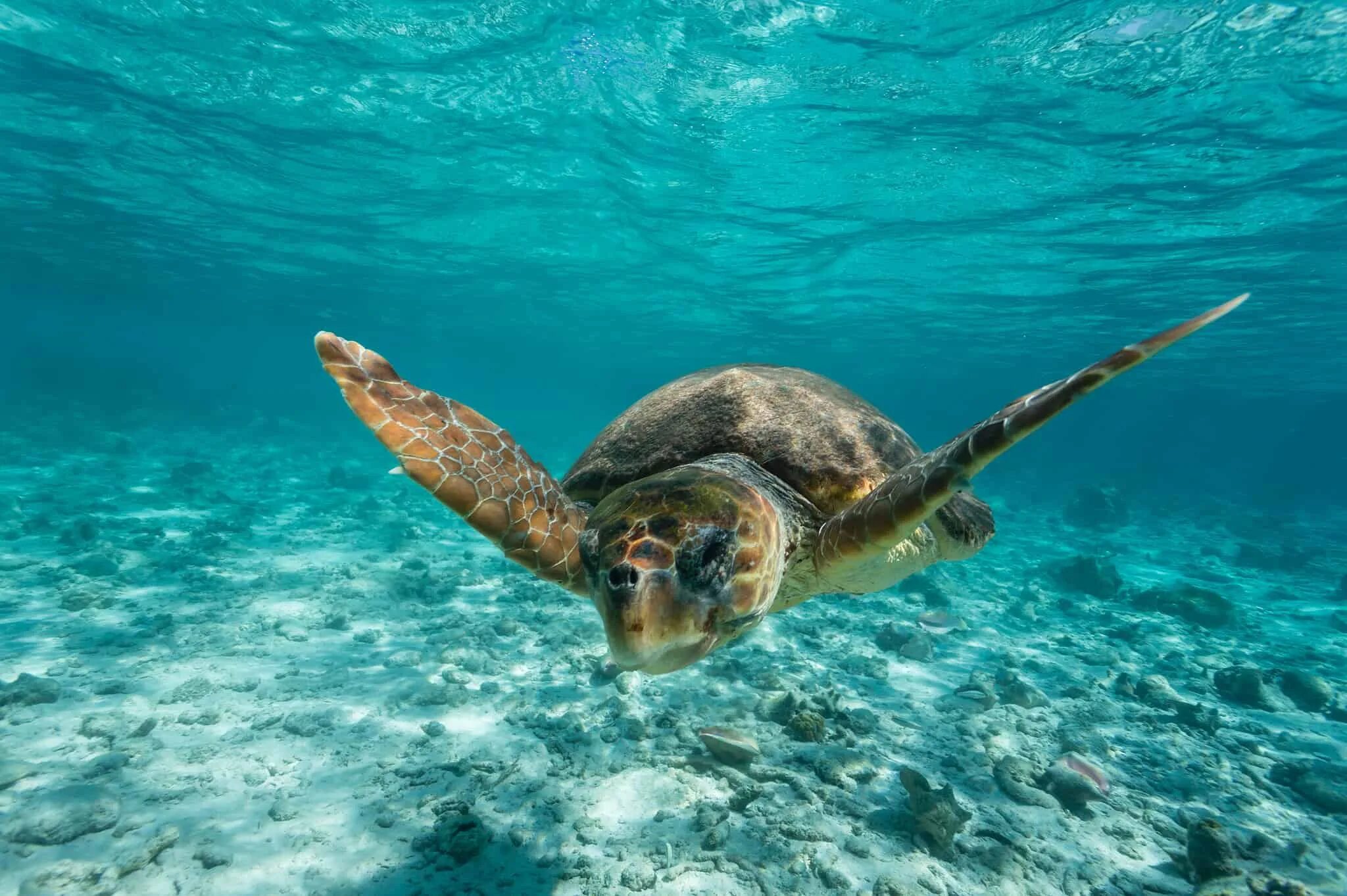 Why are beaches important for the loggerhead. Why are beaches important for the loggerhead