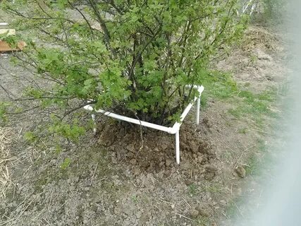 Под куст смородины