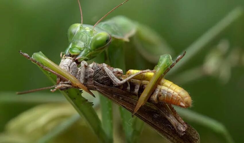 Богомол питание. Богомол охотится. Богомол охотится. Богомол охотится. Питание богомолов.