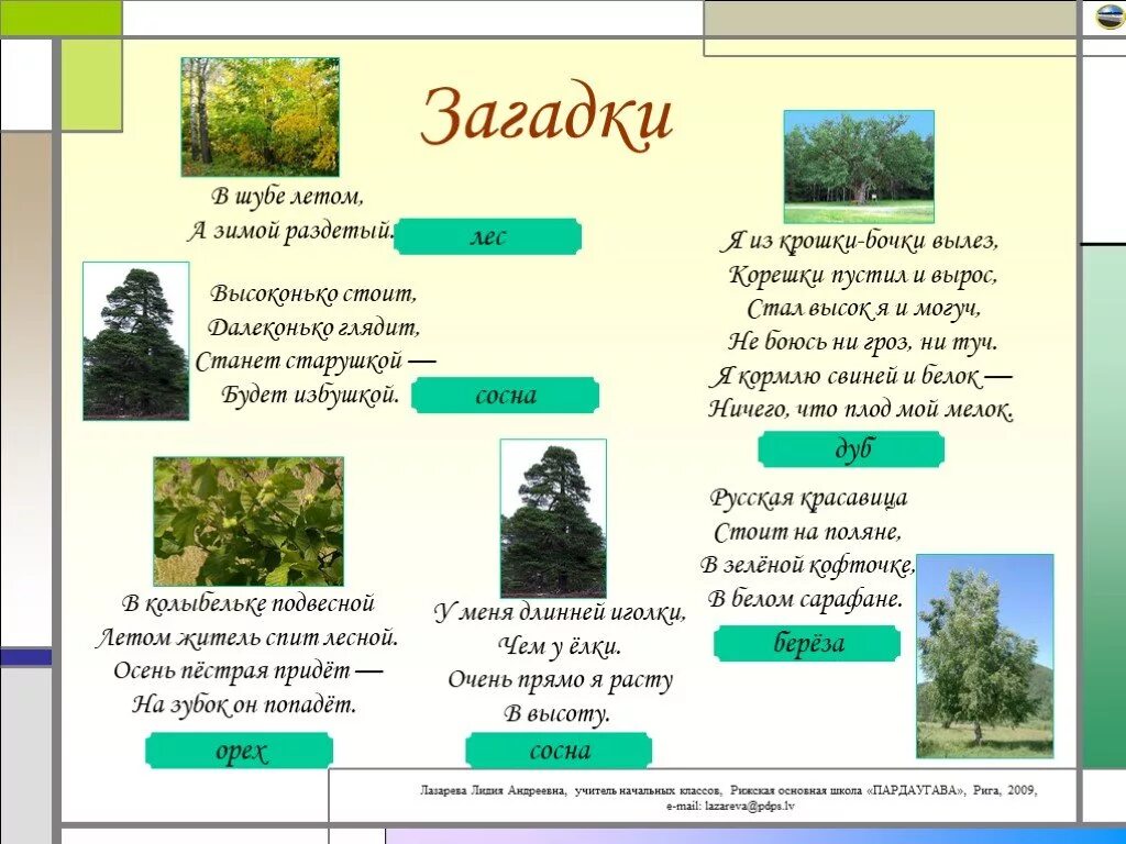 Загадки окружающий мир 1 класс. Загадки про лес. Загадки про лес для детей. Загадки про деревья для дошкольников. Загадки про лес и деревья.