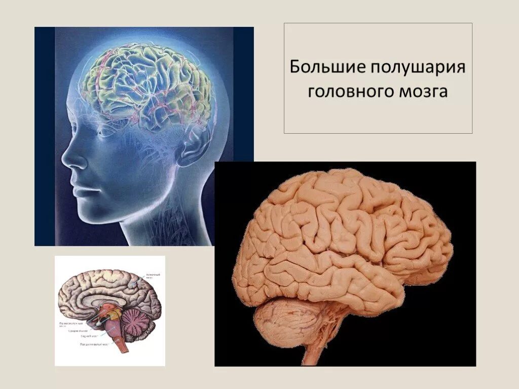 Окружающий мир головной мозг. Полушария головного мозга. Большие полушария головного. Большие полушария мозга человека.