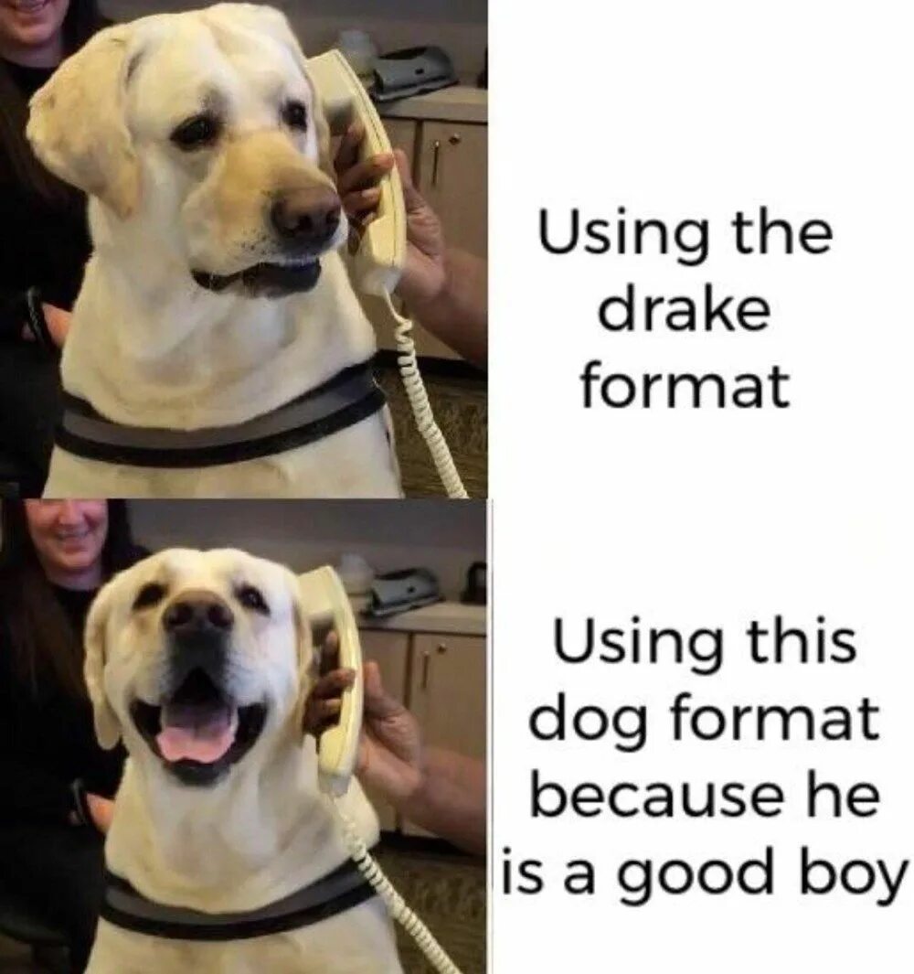 Good boy приколы. Формат собаки. Drake format. Good boy Dog.