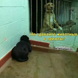 Отдам ждали