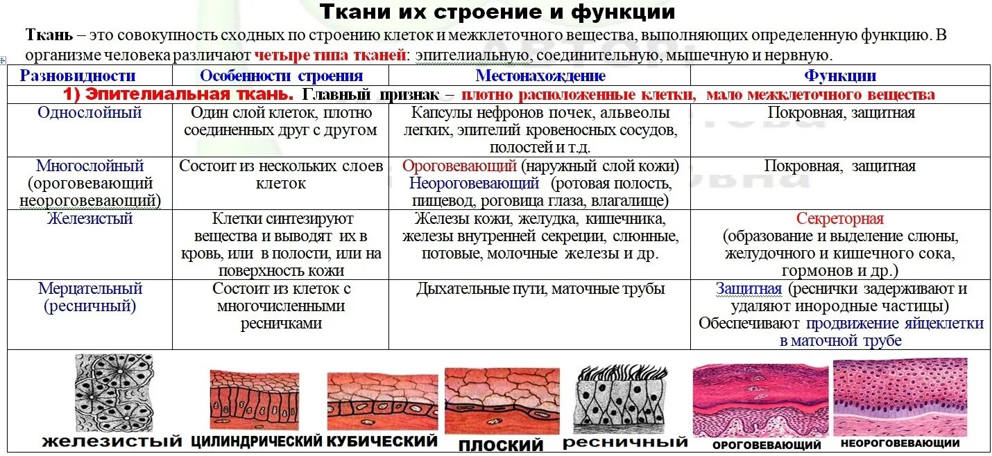 Эпителиальная ткань способна