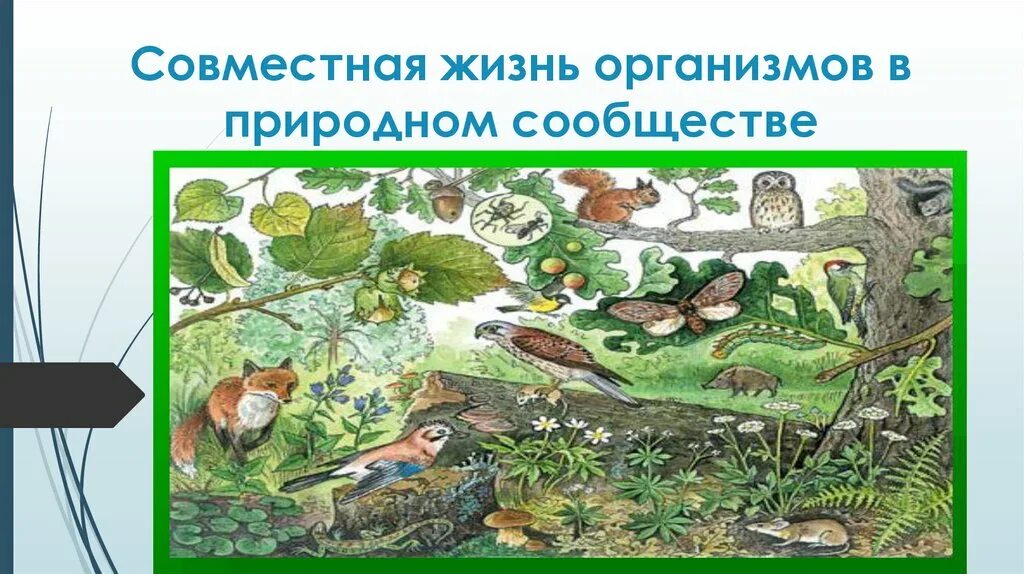 Урок 5 класс разнообразие природных сообществ. Организмы в природных сообществах. Совместная жизнь организмов в природном сообществе. Взаимосвязи организмов в природных сообществах. Сообщество растений и животных.