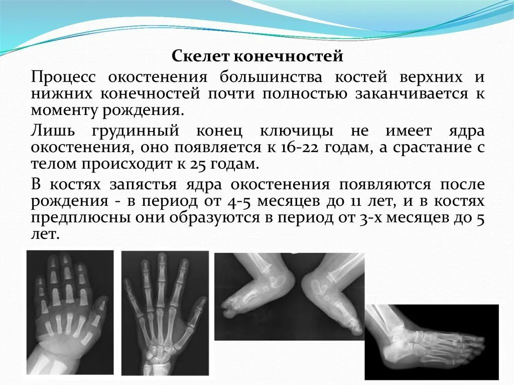 Возрастные особенности скелета конечностей. Возрастные особенности верхних конечностей. Развитие костей конечностей. Возрастные особенности скелета человека конечности.