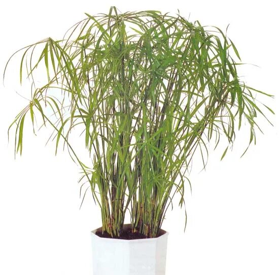 пальма с длинными листьями. комнатное растение с длинными стеблями. драцена пальма панданус. домашнее растение похожее на пальму. хлорофитум хохлатый.