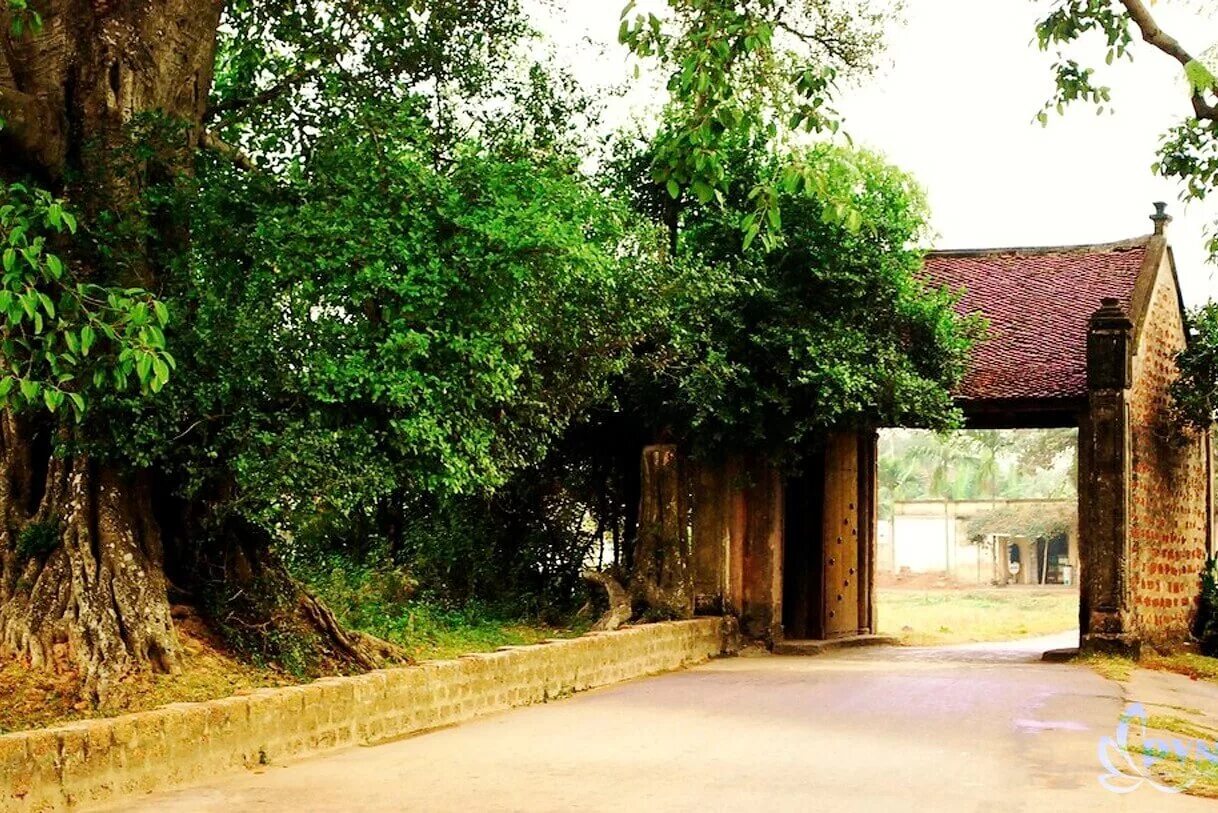 Local village. Вьетнам деревня. Вьетнамская деревня. Вьетнам село крона дерева. Деревни Вьетнама фото.